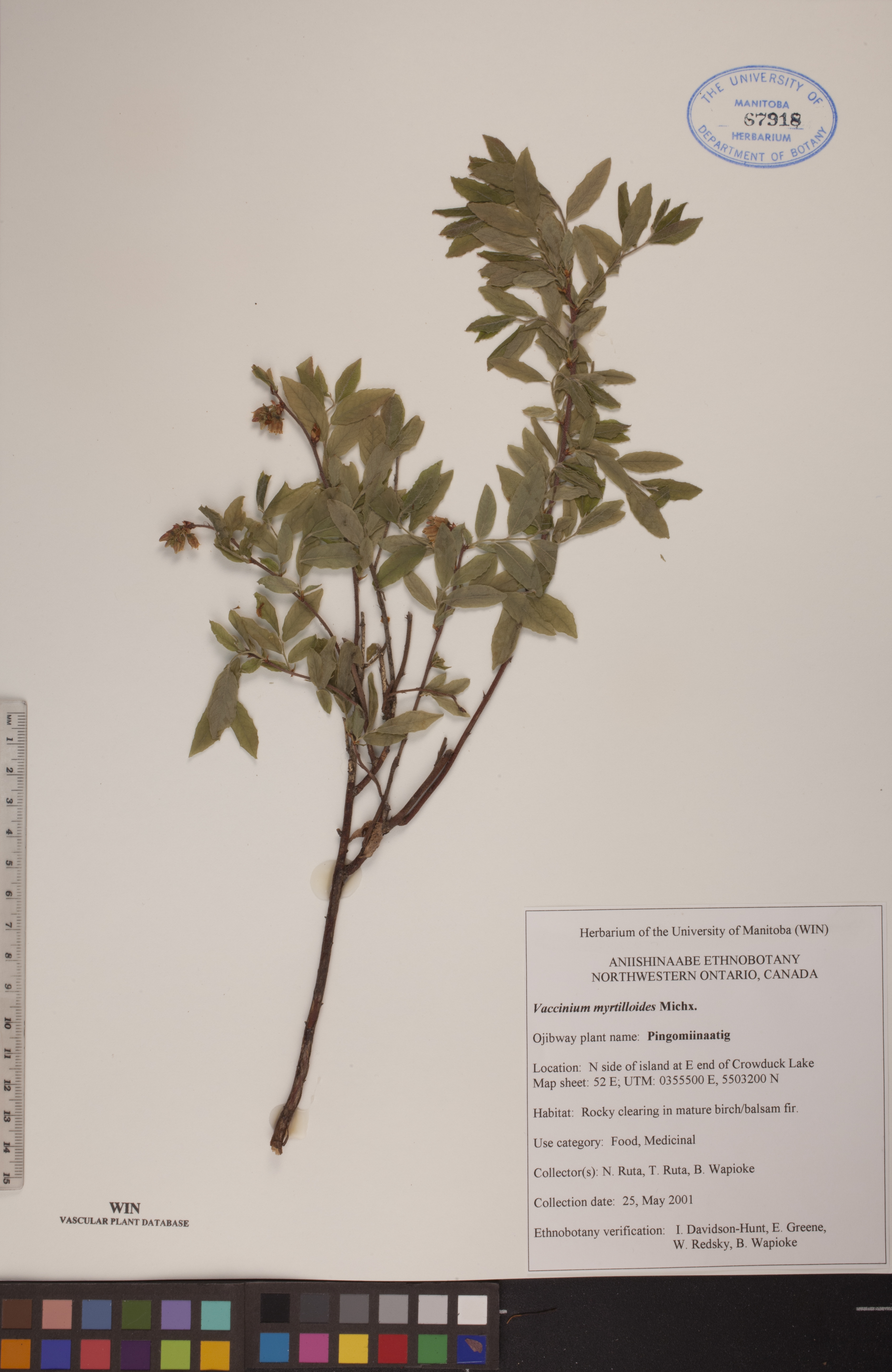 Vaccinium myrtilloides image